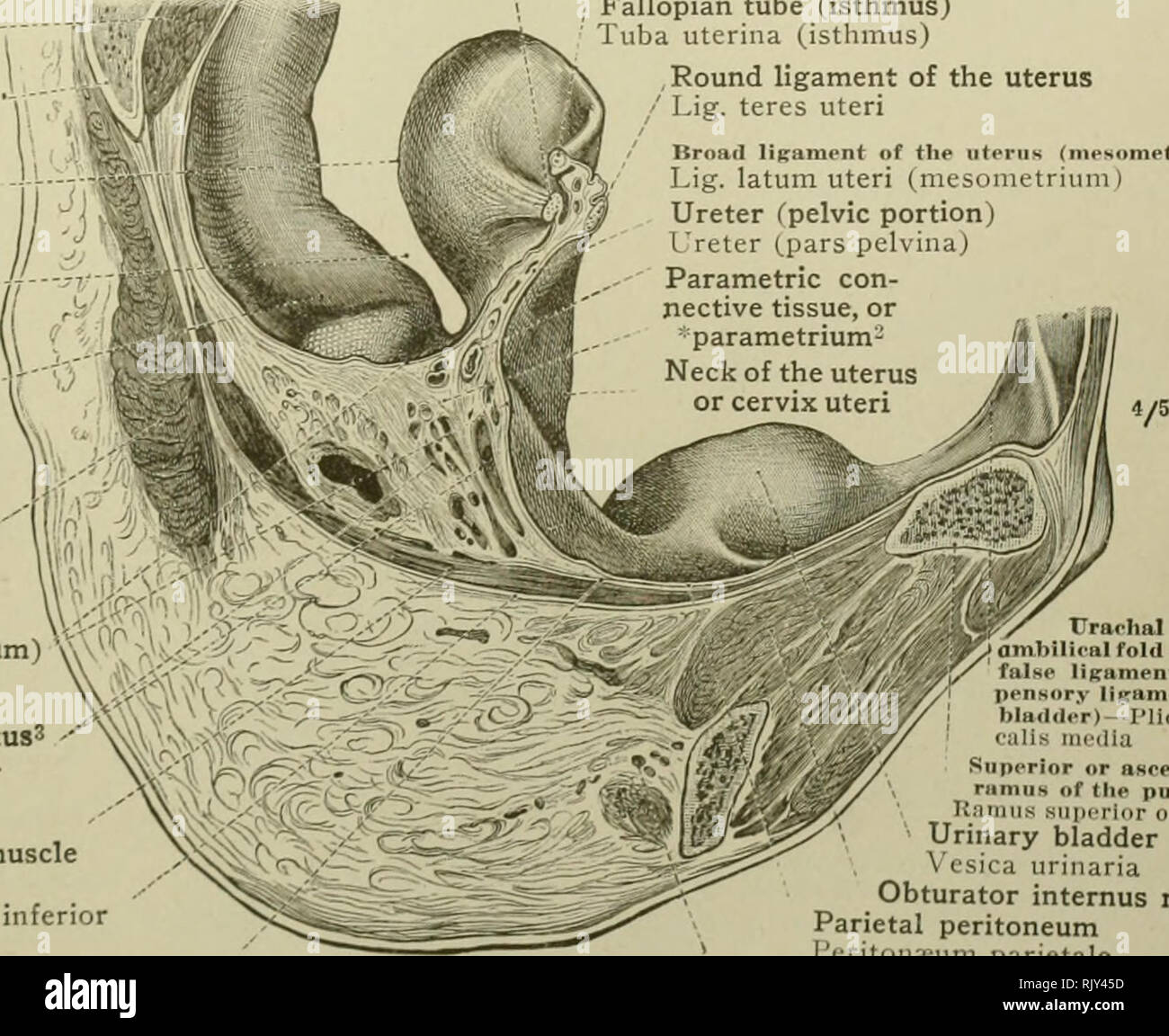 Ein Atlas der menschlichen Anatomie für Studenten und Ärzte. Anatomie