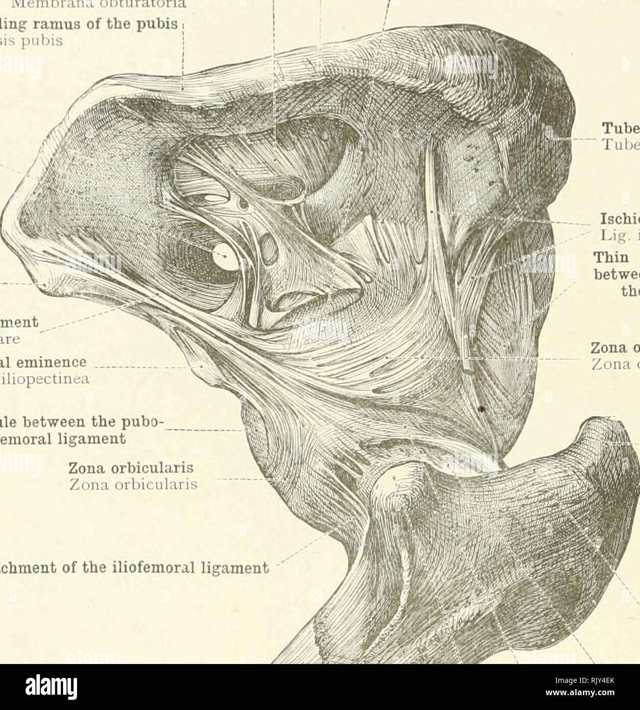 . Ein Atlas der menschlichen Anatomie für Studenten und Ärzte. Anatomie. 226 Die AKllCULATIuy. S DER UNTEREN LIMU ramus Inferior Der sitzbein Ramus inferior Ossis ischii Obturator Membran, oder Ligament, Membrana obturatoria Unterlegen oder Absteigend ramus Der PUBIS ich Ramus inferii&gt; r Ossis pubis Obturator canal Canalis obturatorius dünnen Teil der Kapsel zwischen den pubofemoral/und der ischiocapsular ligament Tuberosity der sitzbein Tuber ischiadicum Buchrücken der pubis Tuberculum pubicum"^^ ifiu Pubofemoral ligament Lig. pubocapsulare Iliopectineal Eminenz Eminentia iliopectinea. Thi Stockfoto