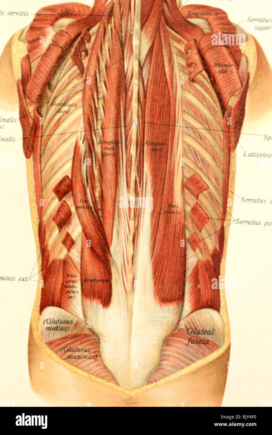 Semispinalis cervicis Fotos und Bildmaterial in hoher Auflösung Alamy