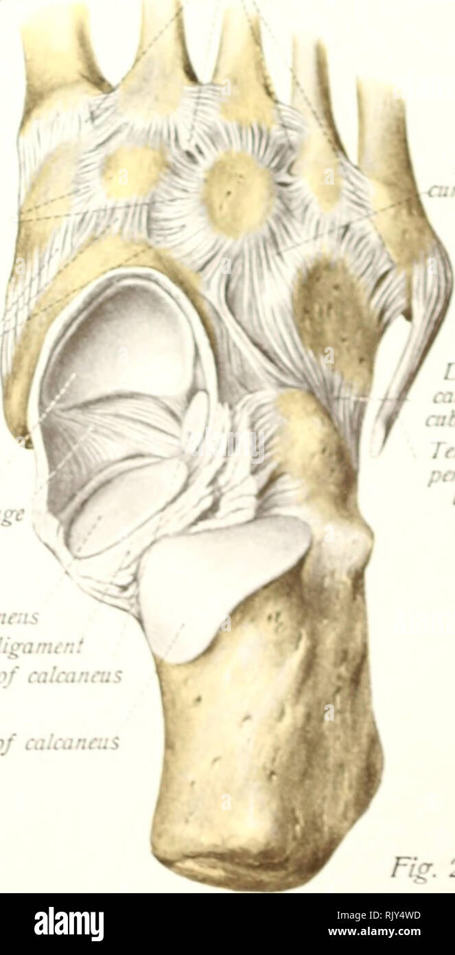 . Atlas und Lehrbuch der menschlichen Anatomie. Anatomie Atlanten