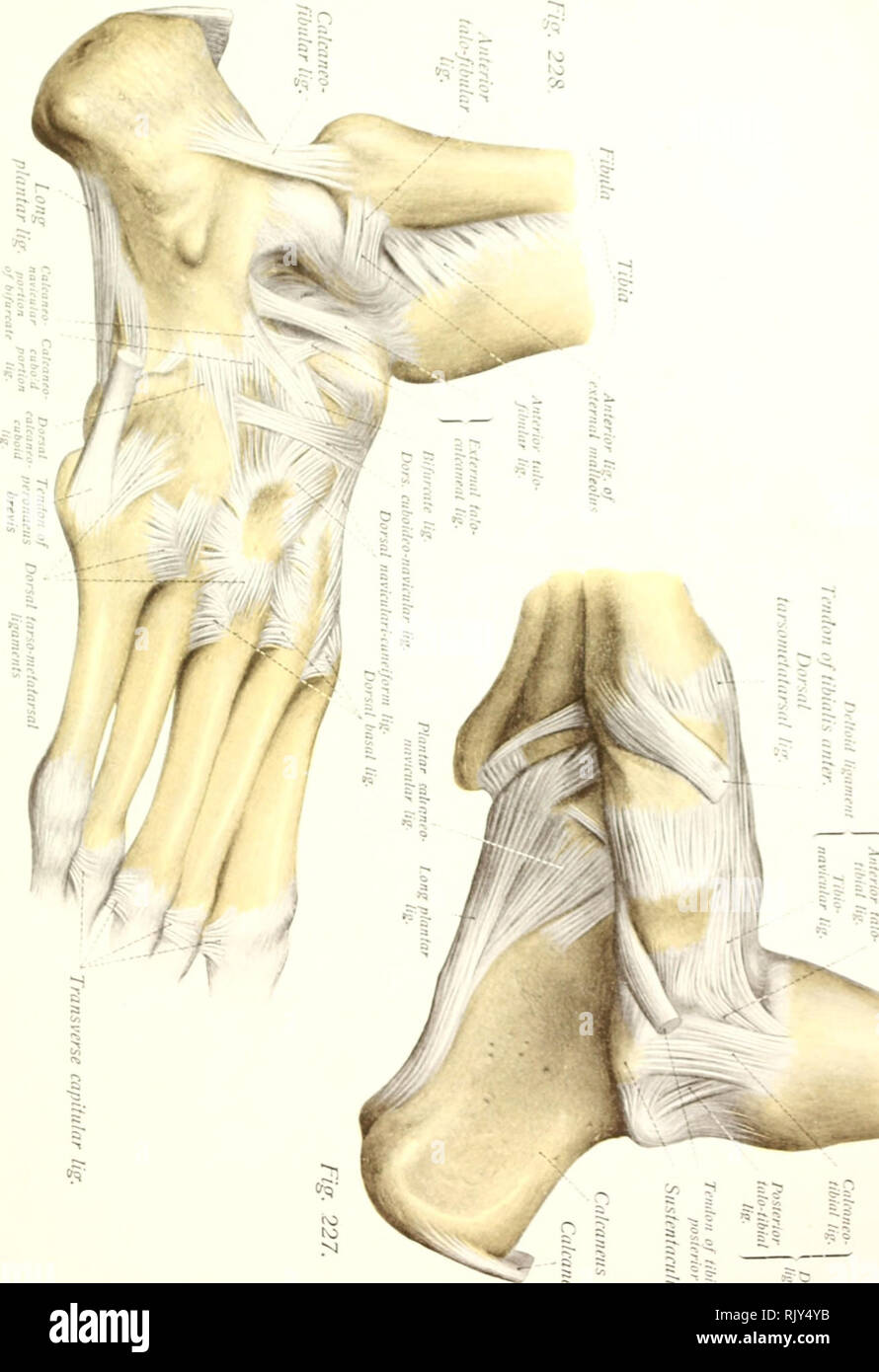 . Atlas und Lehrbuch der menschlichen Anatomie. Anatomie - Atlanten. . Bitte beachten Sie, dass diese Bilder sind von der gescannten Seite Bilder, die digital für die Lesbarkeit verbessert haben mögen - Färbung und Aussehen dieser Abbildungen können nicht perfekt dem Original ähneln. extrahiert. Sobotta, Johannes, 1869-1945; McMurrich, J. Playfair (James Playfair), 1859-1939. Philadelphia, Saunders Stockfoto