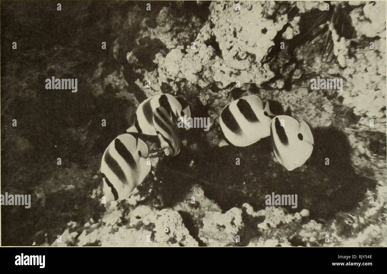 . Atoll Forschung Bulletin. Korallenriffe und Inseln; Meeresbiologie; Marine Sciences. Abbildung 24. Falterfische, Chaetodon ulietensis, außerhalb der ozeanischen Reef.. Bitte beachten Sie, dass diese Bilder sind von der gescannten Seite Bilder, die digital für die Lesbarkeit verbessert haben mögen - Färbung und Aussehen dieser Abbildungen können nicht perfekt dem Original ähneln. extrahiert. Smithsonian Institution. Drücken Sie; National Research Council (U. S.). Pacific Science Board, Smithsonian Institution, National Museum of Natural History (U. S.); in den Vereinigten Staaten. Bureau des Sports Fischerei und Wild lebende Tiere. War Stockfoto