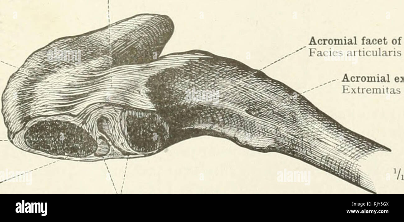 . Ein Atlas der menschlichen Anatomie für Studenten und Ärzte. Anatomie. Die Wirbelsäule Der scapula Fossa glenoides Der scapula Schulterblatt Cavitas glenoidalis? Glenoid ligament Labrum glenoidale faserige Teil i - Pars fibrosa t der Kapsel der gemeinsamen Synovial Teil j Kapselfibrose articularis Pars synovial J-Welle des humerus Corpus Humerus (Flügelknochen). 433.- Articulatio Humerus (Flügelknochen), Shoulder-Joint: Labrum Glenoidale, Glenoid Ligament; Beziehungen der Sehne des langen Leiter der Bizeps Muskeln und der Epiphysial Disc die Synovialhöhle der Artikulation. (Die rechte Schulter - Gemeinsame im frontalen Bereich; Stockfoto