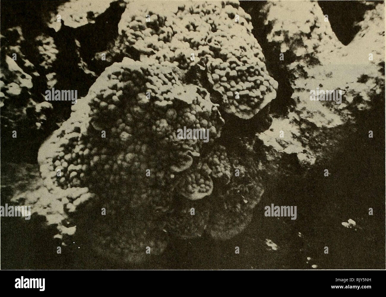 . Atoll Forschung Bulletin. Korallenriffe und Inseln; Meeresbiologie; Marine Sciences. Platte 14 Teller, wie Wachstum von Porites astreoides. Â ¢ â¢ ^v^1*i y 'yfc&gt; * â â *. Platte 15 Flügeliges Millepora complanata und verzweigten alcicornis auf Patch Reef II. Bitte beachten Sie, dass diese Bilder sind von der gescannten Seite Bilder, die digital für die Lesbarkeit verbessert haben mögen - Färbung und Aussehen dieser Abbildungen können nicht perfekt dem Original ähneln. extrahiert. Smithsonian Institution. Drücken Sie; National Research Council (U. S.). Pacific Science Board; Smithsonian Institution; Nationale Muse Stockfoto