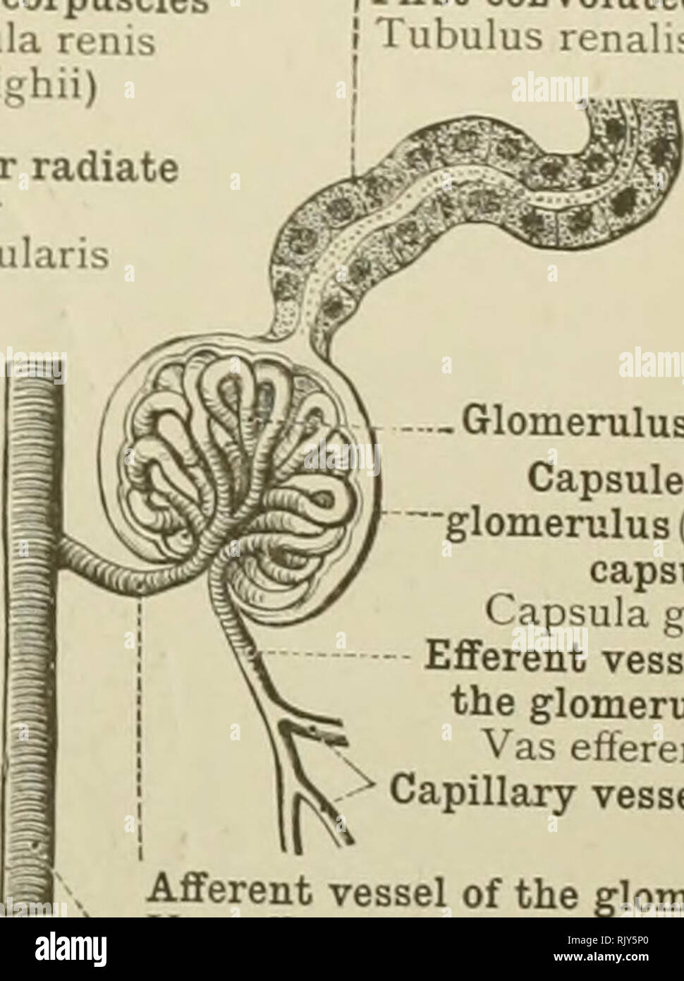 Ein Atlas der menschlichen Anatomie für Studenten und Ärzte. Anatomie.  Gewundene Tubuli I "libuli reiiales Malpighiau contorti Blutkörperchen  Corpuscula renis (Malpighii) Interlobular oder Arterie A. interlobularis  ausstrahlen. Erste gewundenen Tubulus ...