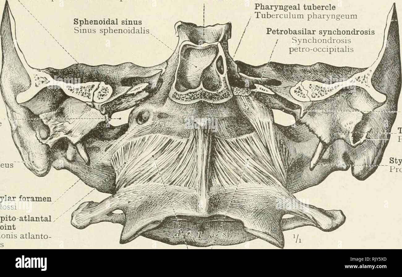  ein atlas der menschlichen anatomie f r studenten und rzte anatomie