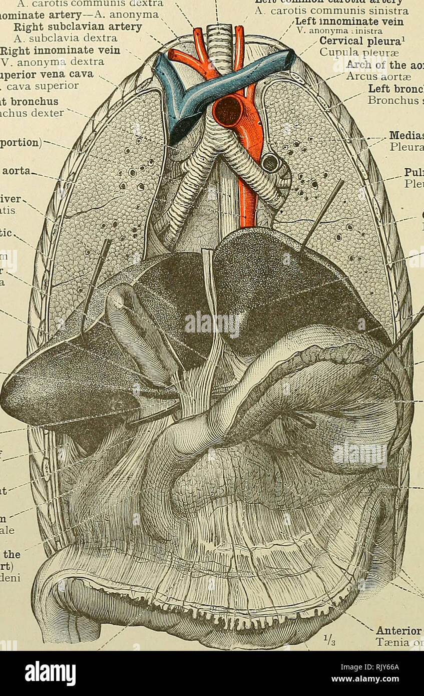 . Ein Atlas der menschlichen Anatomie für Studenten und Ärzte. Anatomie. 478 TOPOGRAPHISCHE ANATOMIE DES THOkACIC UND ABDOMINAL EINGEWEIDE DER RECHTEN A. carotis communis A. carotis communis dextra Innominate Arterie - anonyma Acht A. subclavia A. subclaMa detra Rechts innominate Vene V. Anon) ma detra Vena cava superior V. cava superior Rechten bronchus Bronchus dexter Luftröhre der linken A. carotis communis carotis communis sinistra/Links irmommate vem (Ösophagus (thorakale Teil) - Absteigend thorakalen Aorta   Aorta descendens Quadratische Lappen der Leber quadratus Lobus hepatis Kleine oder gastrohepatic. Stockfoto