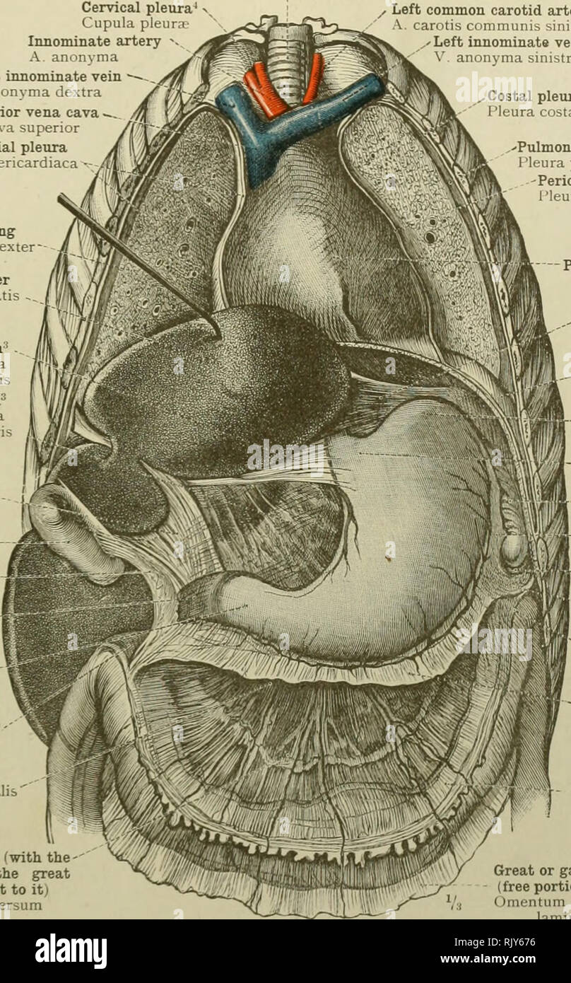 . Ein Atlas der menschlichen Anatomie für Studenten und Ärzte. Anatomie. Topographische ANATOMIE DER BRUST- UND BAUCHHÖHLE EINGEWEIDE 477 zervikalen pleura Cupula pleur. T Innominate Arterie anonjma ich Luftröhre Rechts innominate Vene'. anonvma dextra Vena cava superior V. cava superior Pericardial pleura Pleura pericardiaca Bight Lunge Pulmo Dexter der linken A. carotis communis A. carotis communis sinistra 'Links innominats Vene anonyma sinistra Rippenbögen pleura ich Leura costalis lobe der Leber hepatis Lobus sinister Kleine oder gastrohepatic omentum Lig. Funktionsstörungen der Leber Links gastricum, dicke Teil I pars condensa Omen Stockfoto