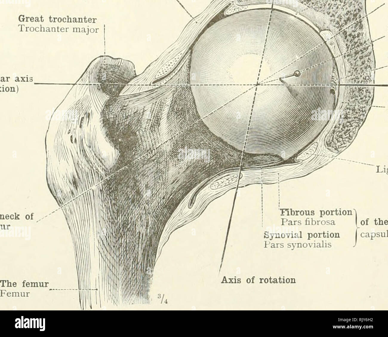 . Ein Atlas der menschlichen Anatomie für Studenten und Ärzte. Anatomie. Achse der Hals des humerus Gelenkknorpel der Fossa glenoides Abb. 390.- Enarthrosis, 1 oder Arthrodia; Kugelgelenk. (Die rechten Shoulder-Joint aus gesehen vor, ist die vordere Hälfte der Fossa glenoides und der Kapsel der Gemeinsamen wurde entfernt.) Großen Trochanter major Trochanter major Cotyloid ligament l&amp;'L^a Labrum gleno. Datum J&amp; m^lttP? M Kapsel der Gemeinsame" SpS t^^^^^^-jM: "Capsula articularis/- "AwM}*^t $ MM Frontal Gelenkknorpel axi (Achse der Flexion Achse von Oberschenkelhalsbrüchen. Gelenkknorpel cartilag Stockfoto