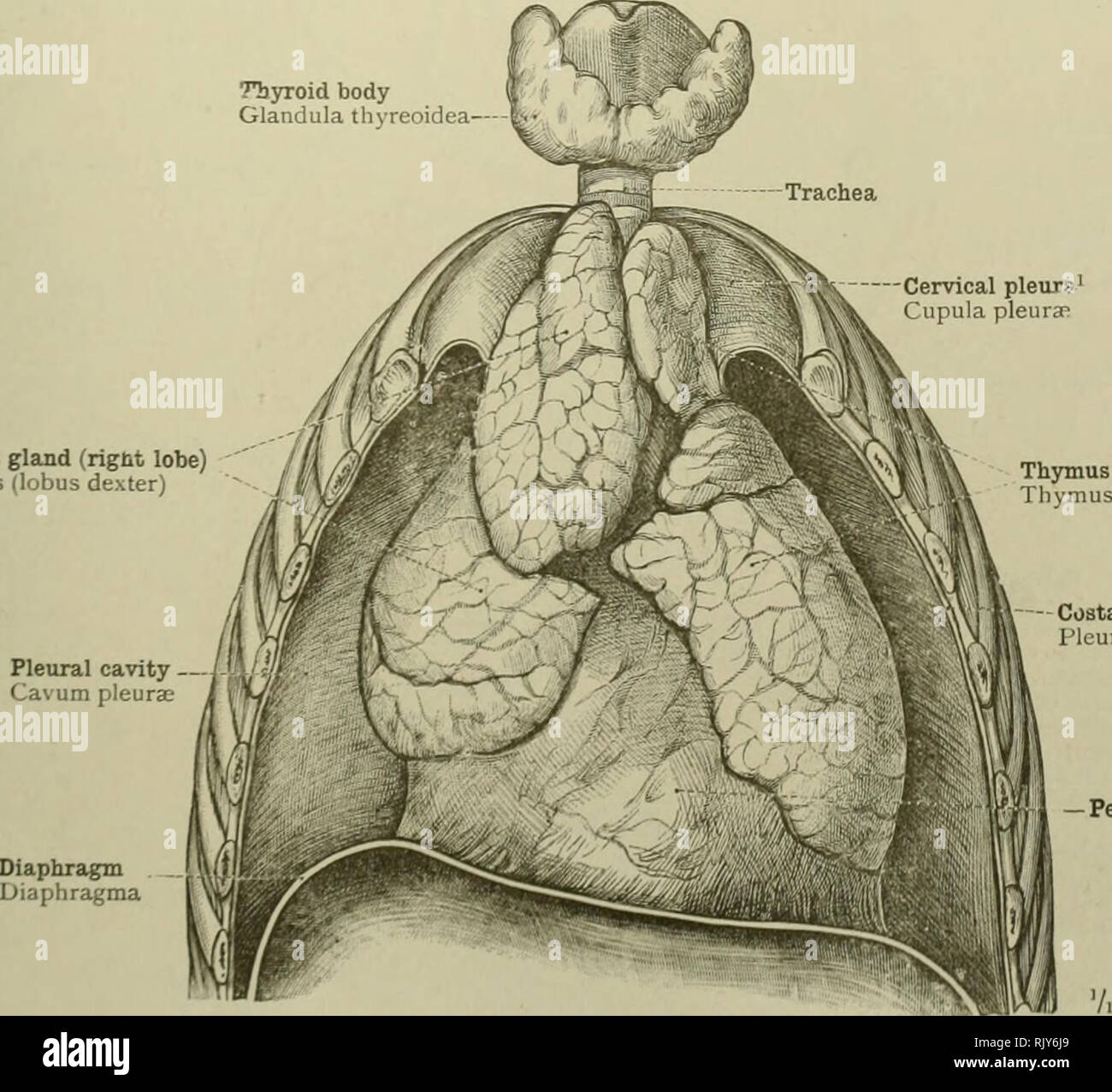 . Ein Atlas der menschlichen Anatomie für Studenten und Ärzte. Anatomie. Pyramide oder mittleren Lobe der Schilddrüse Körper (Var.) Lobus pyramidalis Glandula; tliyreoideac (Var. ich - Schilddrüse Körper Glandula thyreoidea Thymusdrüse (links Lobe) Thymus (lobus Sinister) - linke Lunge I'ulmo düster-herzbeutel Abb. 794.- Die Thymusdrüse, mit dem Thvroid Körper, die Peric. 4 rdium, und die Lunge, EINER MENSCHLICHEN Fcetus im sechsten Monat der intra-uterine Leben (Monate vier Wochen E.ch). Aus gesehen. TTjyroid Körper Glandula thyreoidea. Thymusdrüse (rechte Nocke) Thymus (Lobus de.^ iter". Thymusdrüse (links Lobe) Thymus (lo Stockfoto
