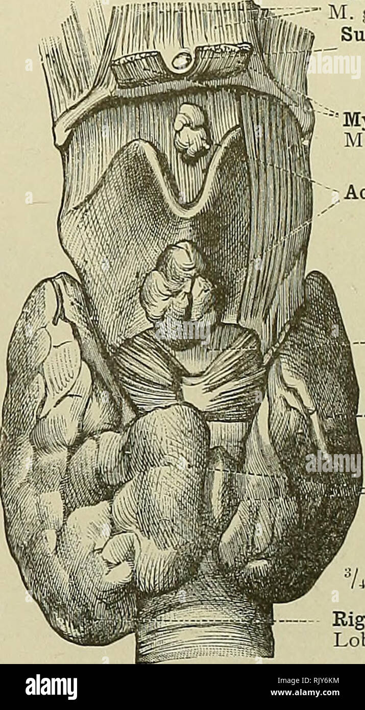 . Ein Atlas der menschlichen Anatomie für Studenten und Ärzte. Anatomie. Seitenlappens Lobus sinister Abb. Links. 792.- Glandula Thyreoidea, die Schilddrüse Körper, mit den Isthmus, und mit bilateralen Pyra-midal Lappen (Vielfalt). Geniohyoid Muskel M geniohyoideus Suprahyoid Zubehör Schilddrüse Körper (Var.) - Glandula thyreoidea accessoria suprahyoidea (Var.)" Mylohyoid Muskel M. mylohyoideus, Zubehör Schilddrüse Gremien (Var.) Glandulas thyreoideas accessoriae (Var.) Mittlere Teil der cricothyroid Membran oder Mitte cricothyroid ligament Lig. cricothyreoideum (Mittel) "Linken seitenlappens L Stockfoto