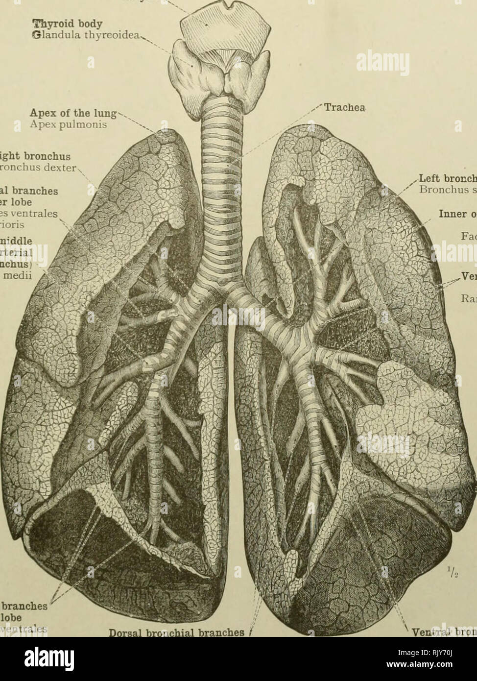 . Ein Atlas der menschlichen Anatomie für Studenten und Ärzte. Anatomie. Atmungsorgane 463 Kehlkopf Thsnroid Körper Glandula thyreoidea^^ Spitze der Iimg Ape pulmonis Bight bronchus Bronchus dexter Ventralen branchial Äste der oberen Lappens Rami bronchiale^t ntrales Lobi superi n^bronchiale Zweig der mittlere Lappen (erste ventralen hypartenal Zweig der rechten Bronchus) Ramus bronchialis Lobi medii Ventralen bronchialen Äste'' der unteren Lungenlappen Rami ventrales bronchiales Lobi inferioris. Linke bronchus hronclius finsteren Inneren oder mediastinale Oberfläche der Lunge Facies mediastinalis pulmonis Ve Stockfoto