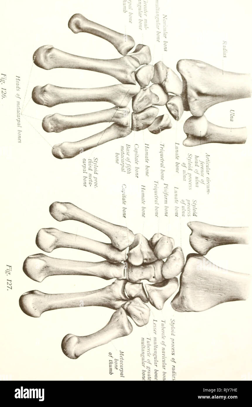 Atlas Und Lehrbuch Der Menschlichen Anatomie Anatomie Atlanten Bitte Beachten Sie Dass Diese Bilder Sind Von