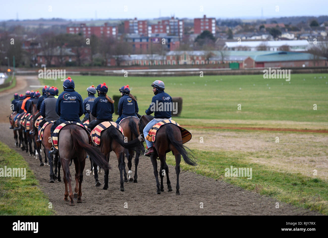 Rennen Pferde auf dem galoppiert in Newmarket. Stockfoto