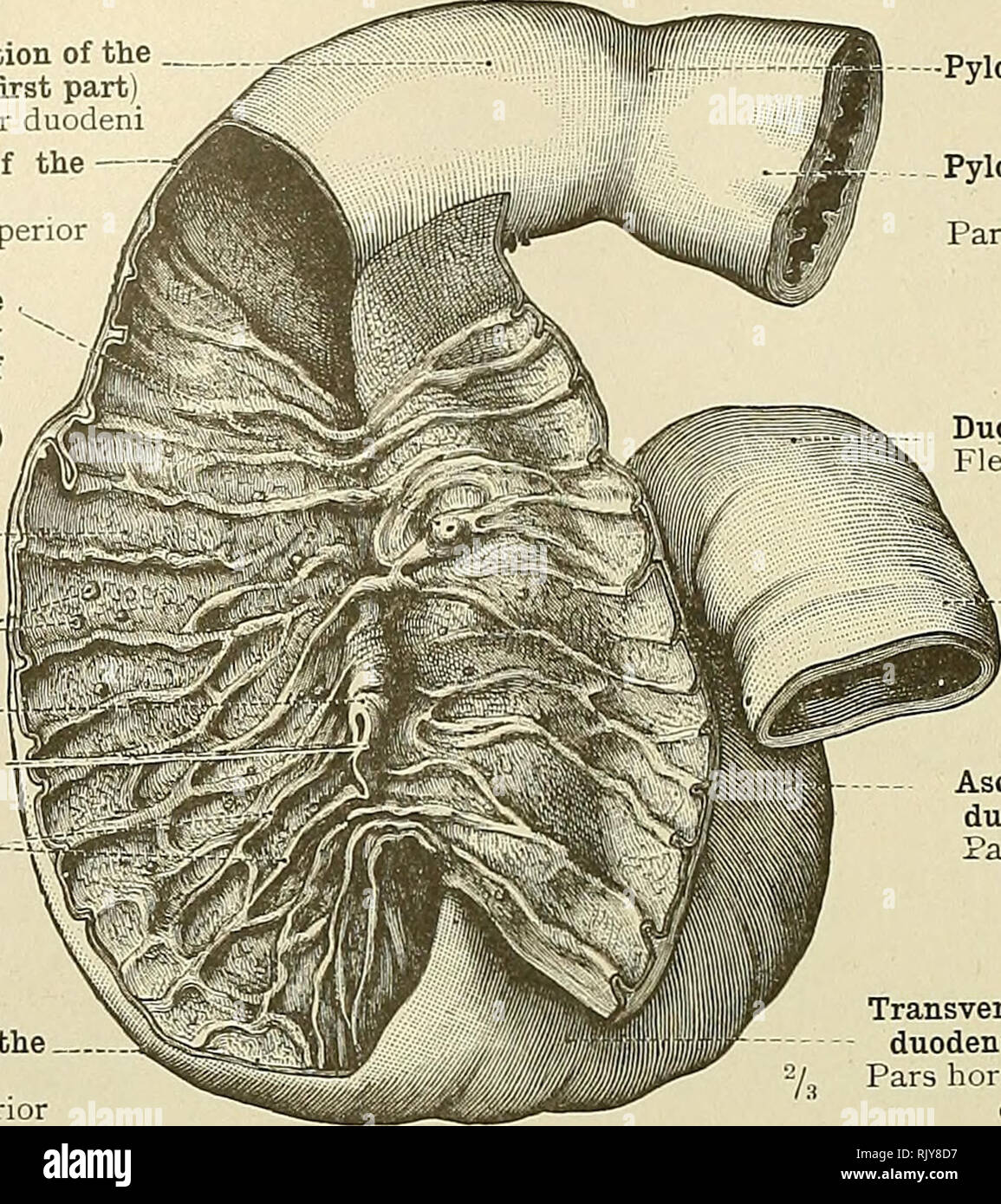 . Ein Atlas der menschlichen Anatomie für Studenten und Ärzte. Anatomie. 440 Bauch- und Beckenbodenmuskulatur TEILE DER VERDAUUNGSORGANE Superior Teil des Duodenums (erster Teil) * Pars superior duodeni Superior Biegung des Zwölffingerdarms * Flexura duodeni superior Papilla duodeni, mit der öffnung des Zubehörs Pankreasgang (Leitung von Santorin) Papilladuodeni (Santonni) absteigend Teil des Duodenums (dritte parti Pars descendens duodeni Solitären Drüsen (Lymphoider Follikel) Noduli lymphatischen! Solitarii längs falten, oder caruncula major, des Zwölffingerdarms = Plica lonsitudinalU Fraenulum duodeni Auto Stockfoto