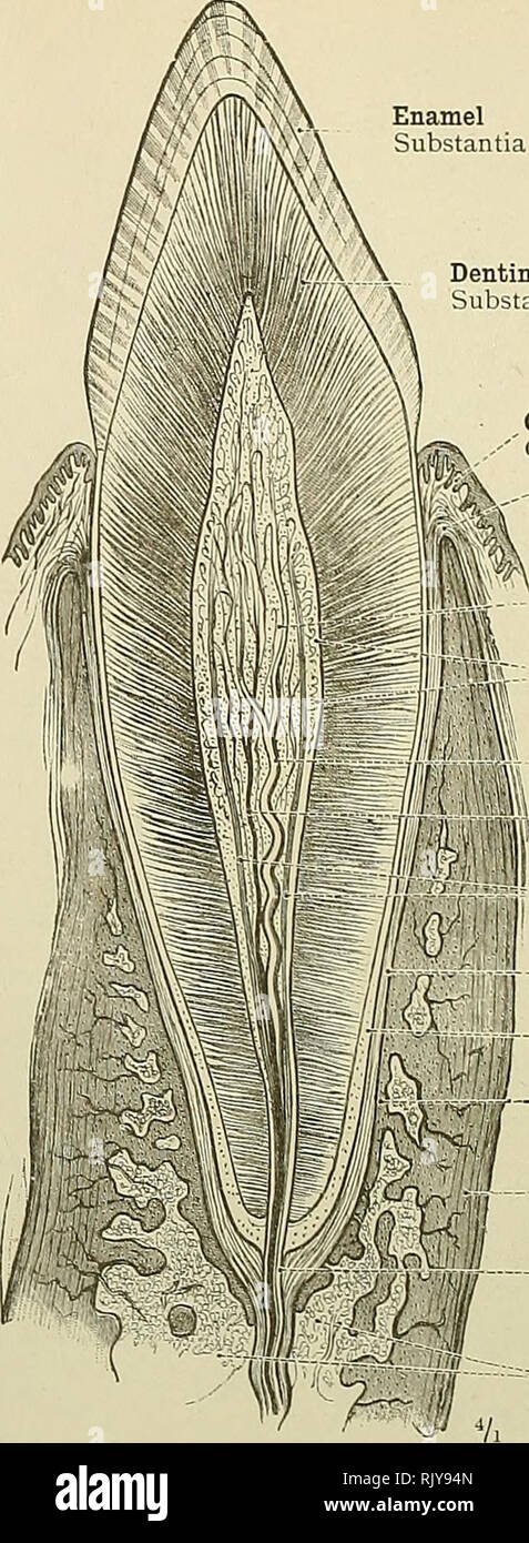 . Ein Atlas der menschlichen Anatomie für Studenten und Ärzte. Anatomie. Krone des Zahnes Corona dentis Abb. 689.-Dens incisivus Superior Medialis, Obere Zentrale oder Mesialen Incisior Zahn, in Sagittalschnitt. Substantia Eburnea, das Dentin; Substantia Adamantina, der Zahnschmelz; Substantia Osse, der Zement oder Crusta Petrosa; Cavum Dentis, der Pulp-Cavity; Canalis Radicis Dentis, der Pulp-Canal. 2. Schmelz Substantia adamantina Dentin Subbtantia eburnea Zahnfleisch Gingiva Übergang der zahnmedizinischen Periost" in das periost der äußeren Oberfläche der Kiefer - zahnmark Pulpa dentis Kapillarsystem von t Stockfoto