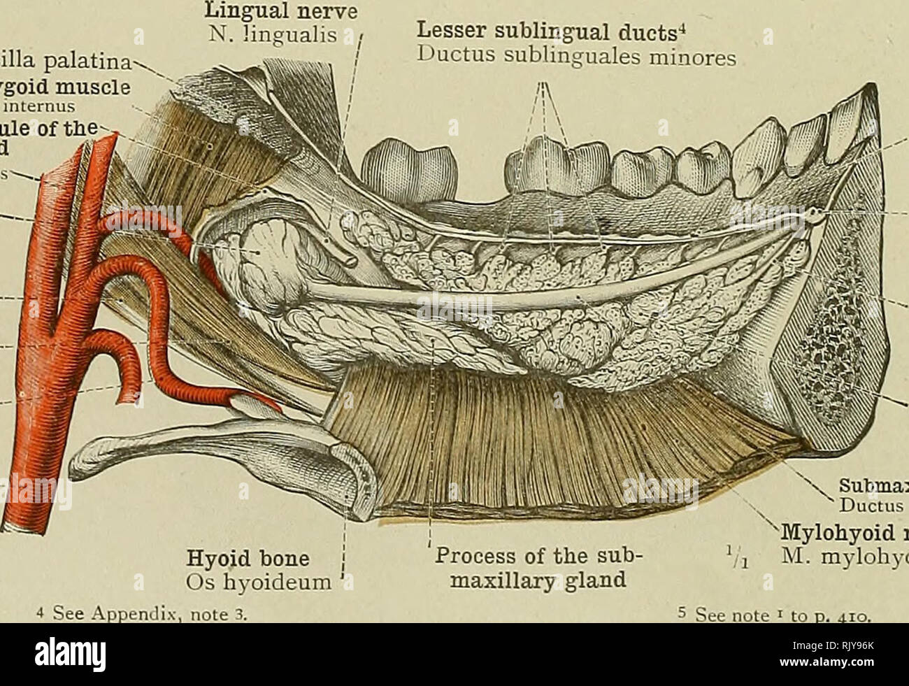 . Ein Atlas der menschlichen Anatomie für Studenten und Ärzte. Anatomie. Große congelador Nerv - "N. auricularis Magnus M. sternocleidomastoideus M. sternocleidomastoideus Kxternal Jugularader V. jugularis Externa * Siehe Anmerkung^, S. 413. 2. In der Nomenklatur des Autors, die Gesichtsbehandlung Vene und der iejnporomaxiUary v posterioren/acial, und die kurzen Stamm gebildet, die von der Union der Blende! 1 • ich Gesichtsbehandlung Ein. 1: K. Orbicularis orbicularis oculi palpebrarum Muskel M Zygomaticus großen Muskel ^ ich z} gomaticus, - ohrspeicheldrüse Leitung oder Kanal von Stensen/Ductus parotidetis (Stenonis)^^ Bukkale Drüsen (Molare Stockfoto