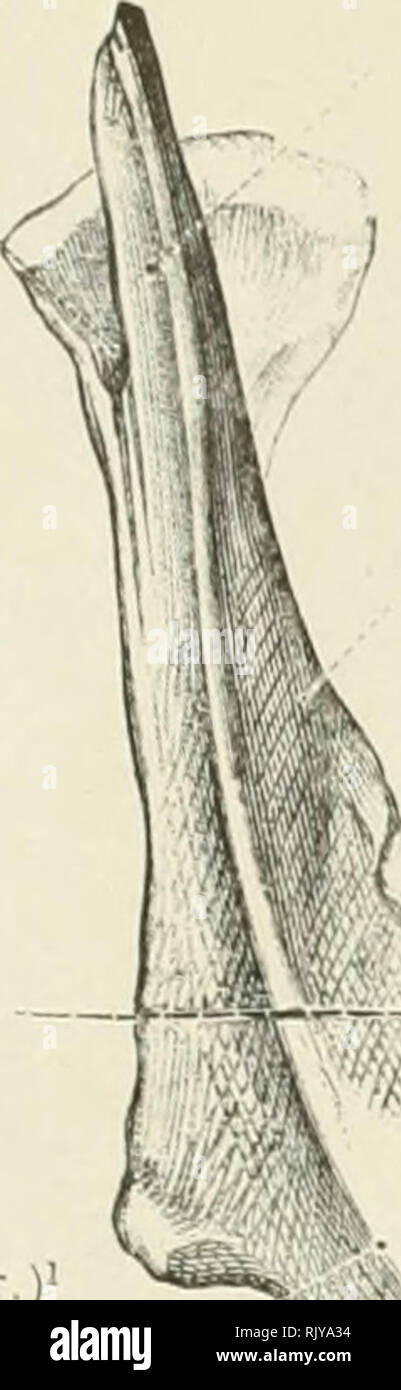 . Ein Atlas der menschlichen Anatomie für Studenten und Ärzte. Anatomie. Die Schädel und Knochen des Schädels 85 Kondylus Processus condyloideus, Alveolarfortsatzes" eckig Prozess (Var. /• Processus angularis (var) Externe schräge Linea obliqua. Coronoid Prozeß Processus coronoideus • Buccinator Crest" Crista buccinatoria Leiter des condylus mandibulae Mittelfußkopf Externe lateralis Fossa, Fovea ptervgoidea Interalveolar Septen (juga alveolaria) Eine Juga alveolaria! . Bitte beachten Sie, dass diese Bilder aus gescannten Seite Bilder, die digital für readabilit gesteigert wurden extrahiert werden Stockfoto