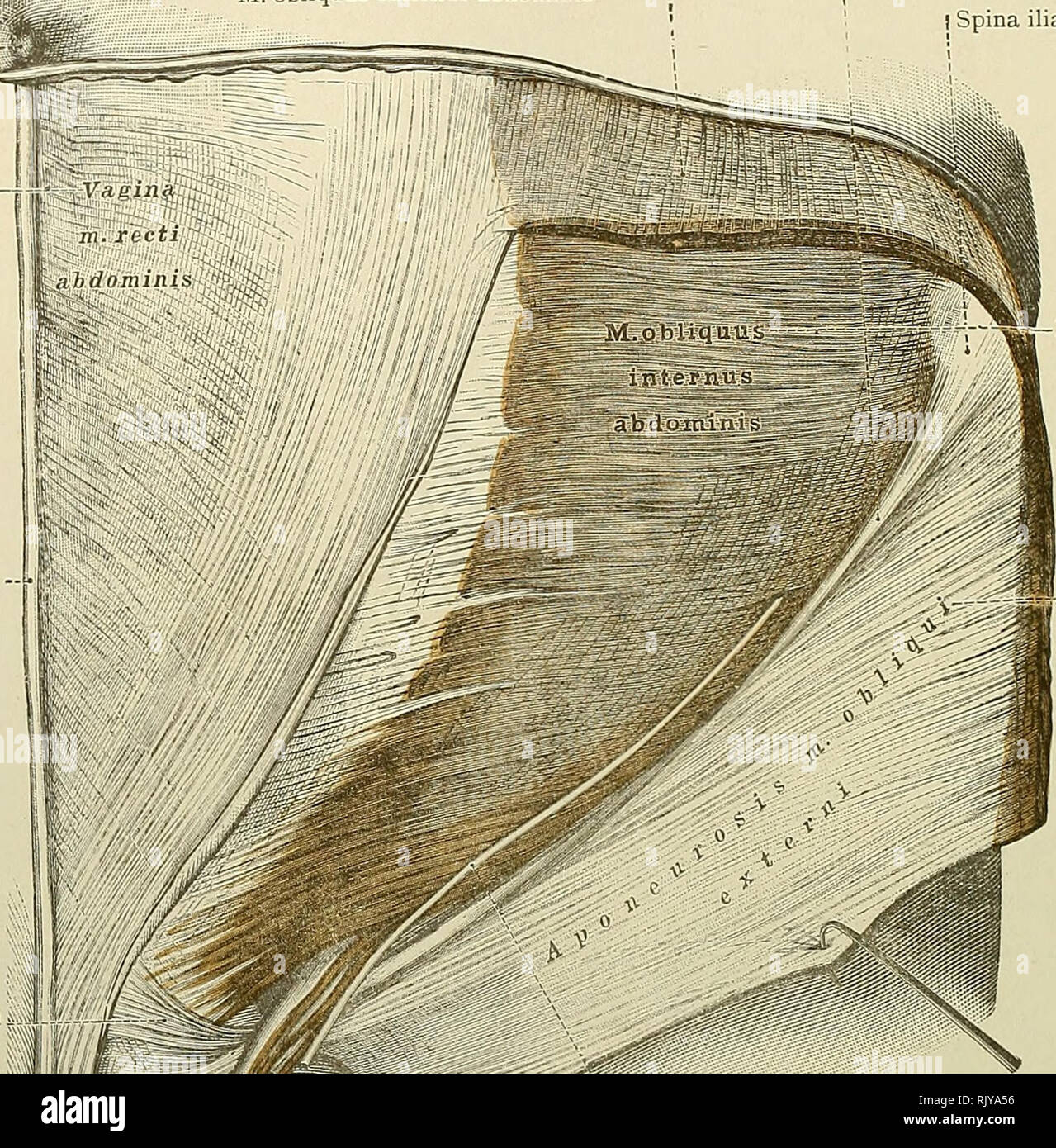 Spina alba Stockfotos und bilder Kaufen Alamy