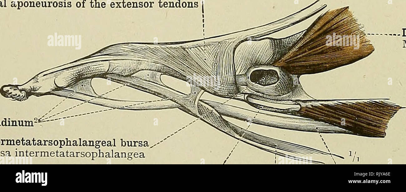 . Ein Atlas der menschlichen Anatomie für Studenten und Ärzte. Anatomie ...