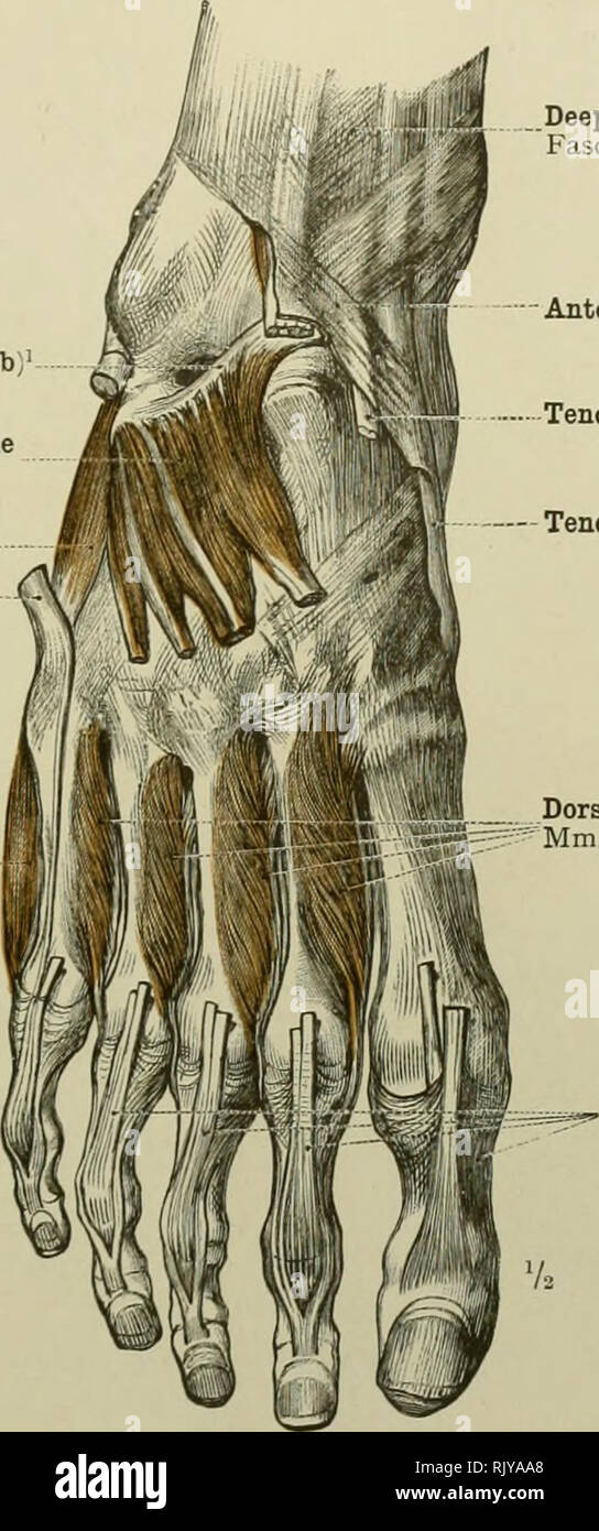 . Ein Atlas der menschlichen Anatomie für Studenten und Ärzte. Anatomie. Die MlSCLES DER UNTEREN EXTREMITÄT 373 Fundifonn ligament von Eetzius ideep Extremität Lig. fundiforme Pedis (crus) profundum Extensor digitorum brevis pedis Muskel (der distalen Extremitäten in entfernt worden) M. extensor digitorum brevis Entführer ininimi seiner antireflektiven pedis Muskel. M Entführer seiner antireflektiven quinti Sehne des peroneus brevis Muskel Entführer minimi seiner antireflektiven pedis Muskel M. abductor seiner antireflektiven quinti. Tiefe der Faszie des Beines Fascia cruris Anterior ringförmige Ligament des Knöchels oder lig^ amentum lambdoideum Lig. Cruciatum cruris Sehne des Stockfoto
