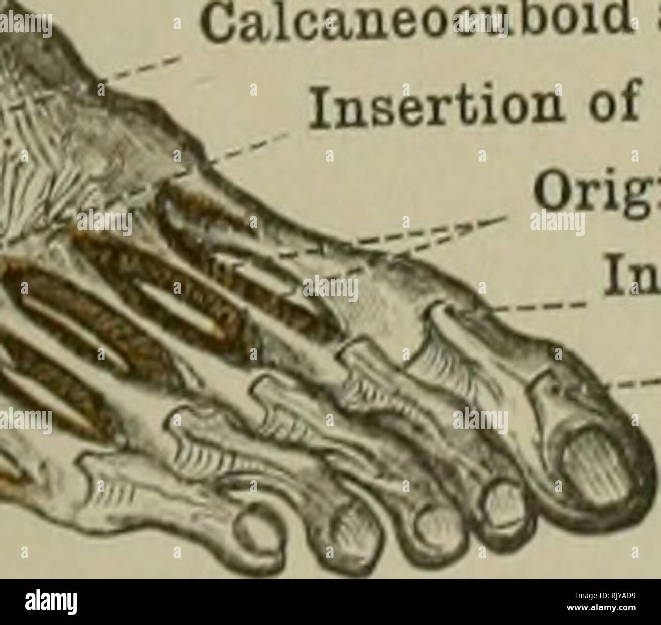 . Ein Atlas der menschlichen Anatomie für Studenten und Ärzte. Anatomie