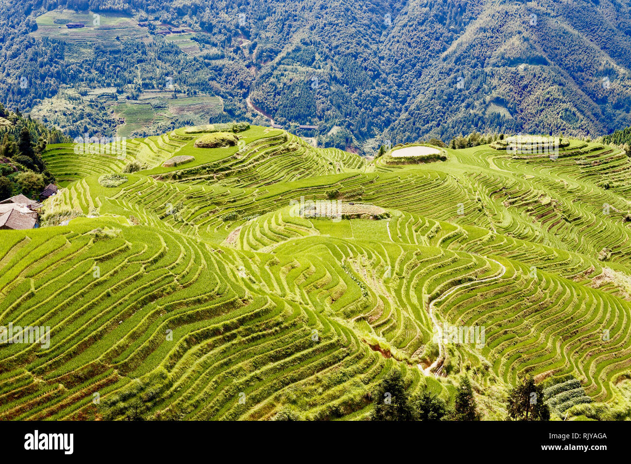 Guilin Region Reisterrassen, China Stockfoto