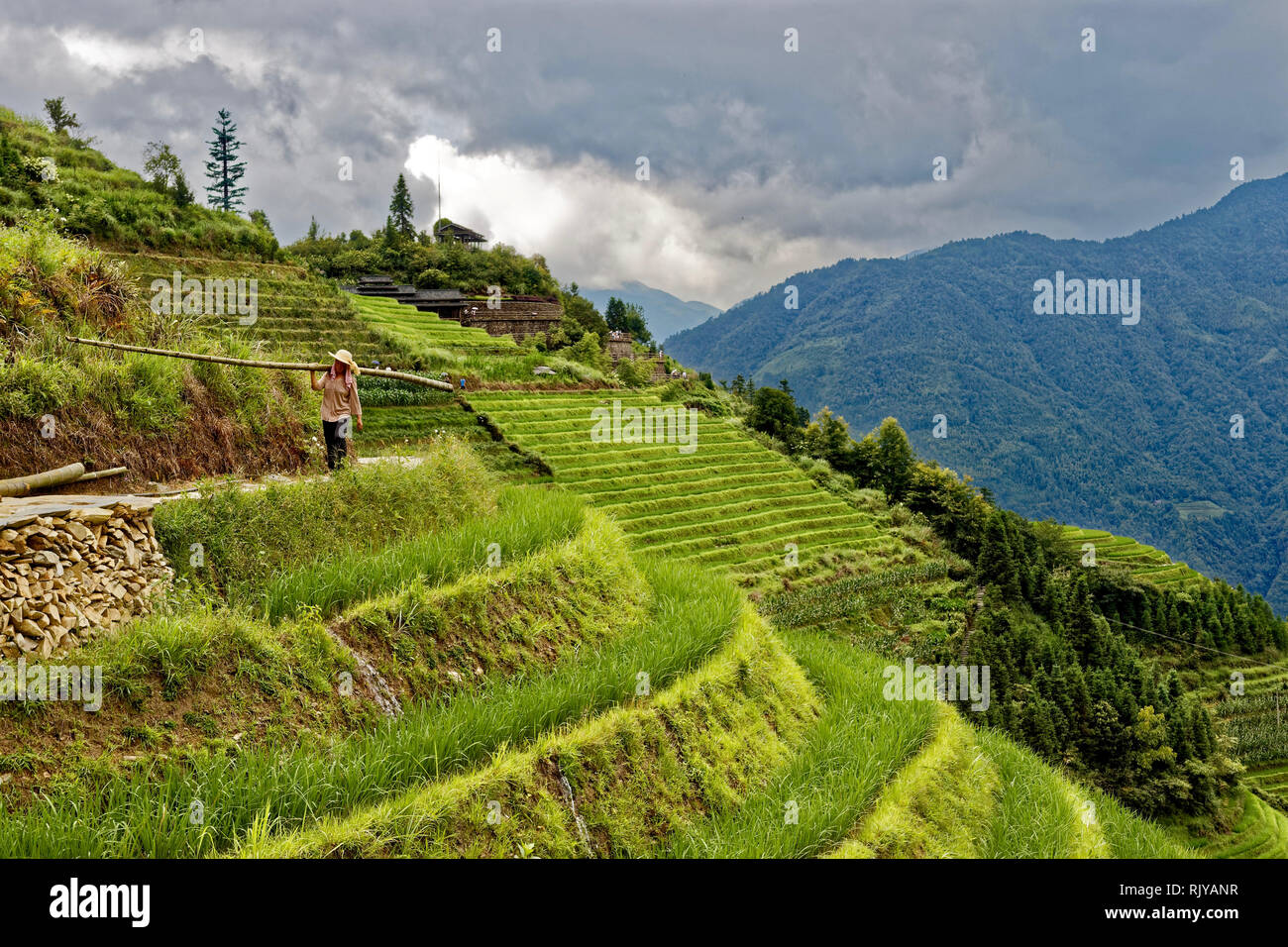 Guilin Region Reisterrassen, China Stockfoto