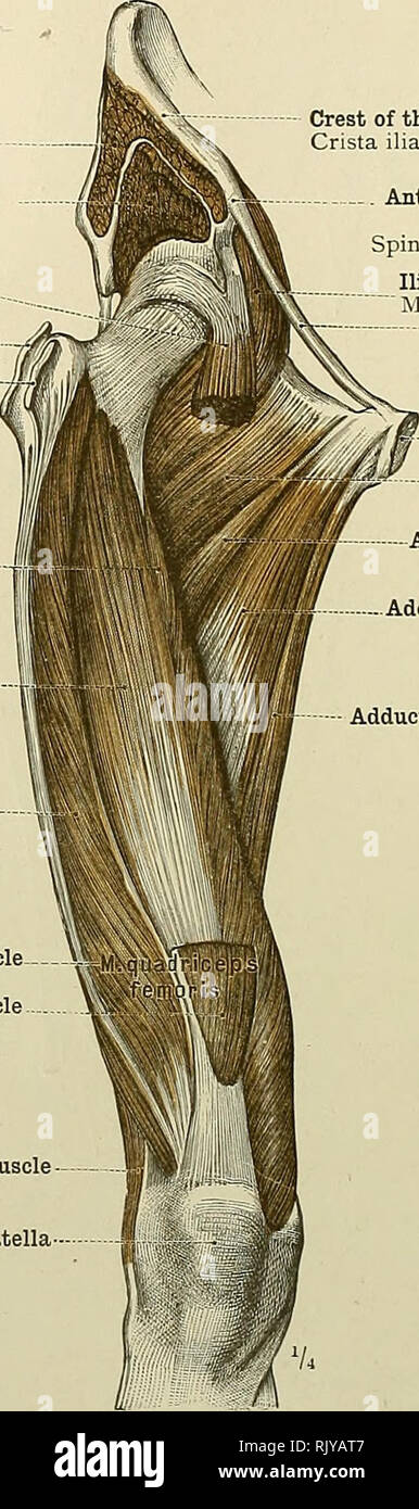 . Ein Atlas der menschlichen Anatomie für Studenten und Ärzte. Anatomie. 352 DIE MUSKELN DER UNTEREN EXTREMITÄT Oberfläche der Ursprung der gluteus medius Muskel Oberfläche der Ursprung der Gluteus minimus Muskel rectus femoris Muscle (proximalen Extremitäten) Sehne des gluteus medius Muskel Sehne des M. vastus intemus Gluteus minimus Muskel Muskel ivi. M. vastus raedialis Crureus Muskel M. M. vastus intermedius M. vastus extemus Muskel-M. M. vastus lateralis Quadrizeps extensor cruris Muskel rectus femoris muscle-(distalen Extremitäten) Bizeps flexor cruris Muskel M. biceps Femoris. Kamm des ilium Crista iliaca EIN Stockfoto