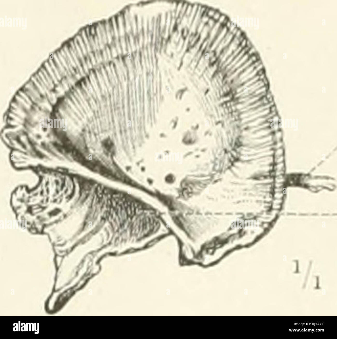 . Ein Atlas der menschlichen Anatomie für Studenten und Ärzte. Anatomie