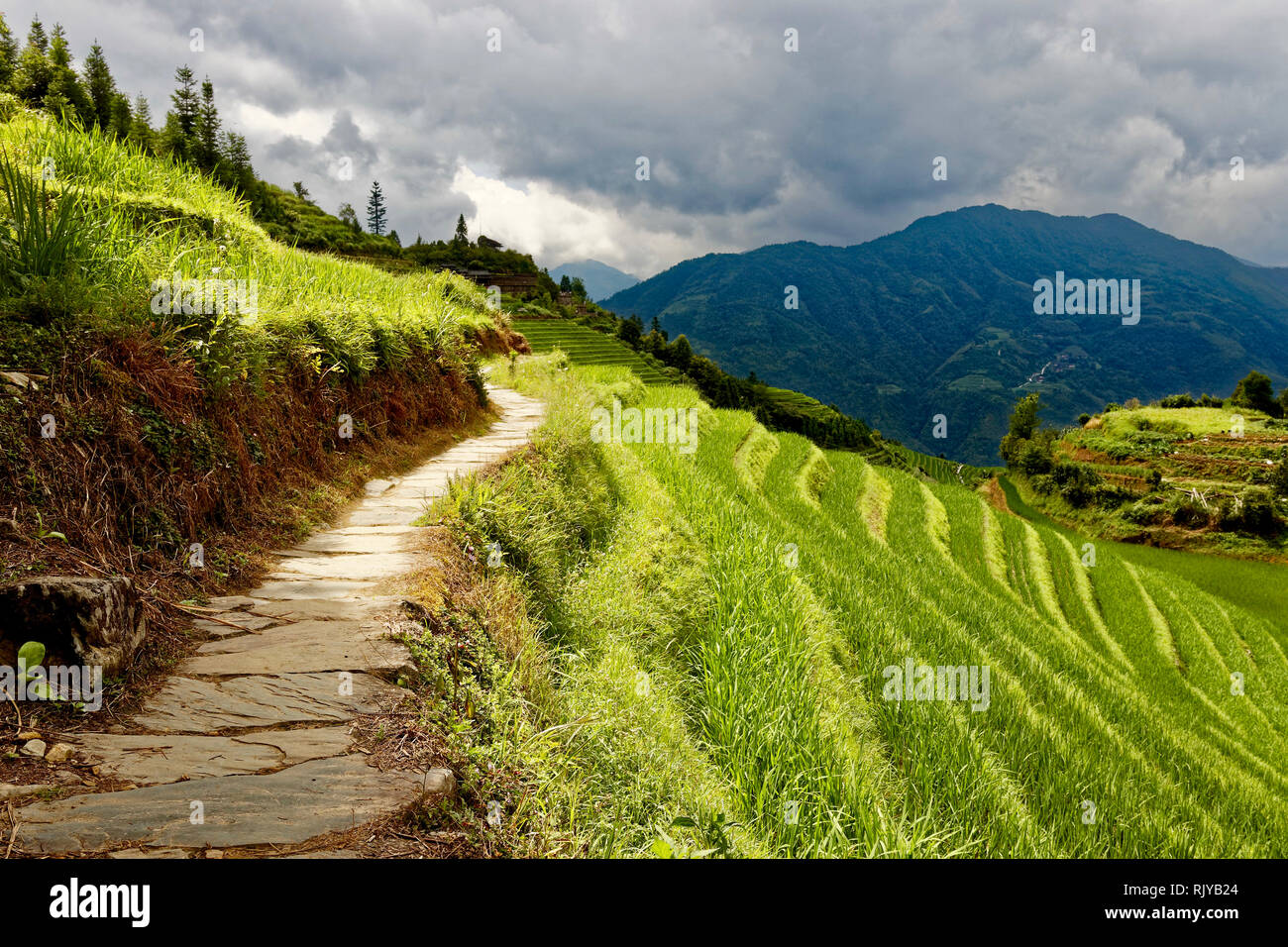 Guilin Region Reisterrassen, China Stockfoto