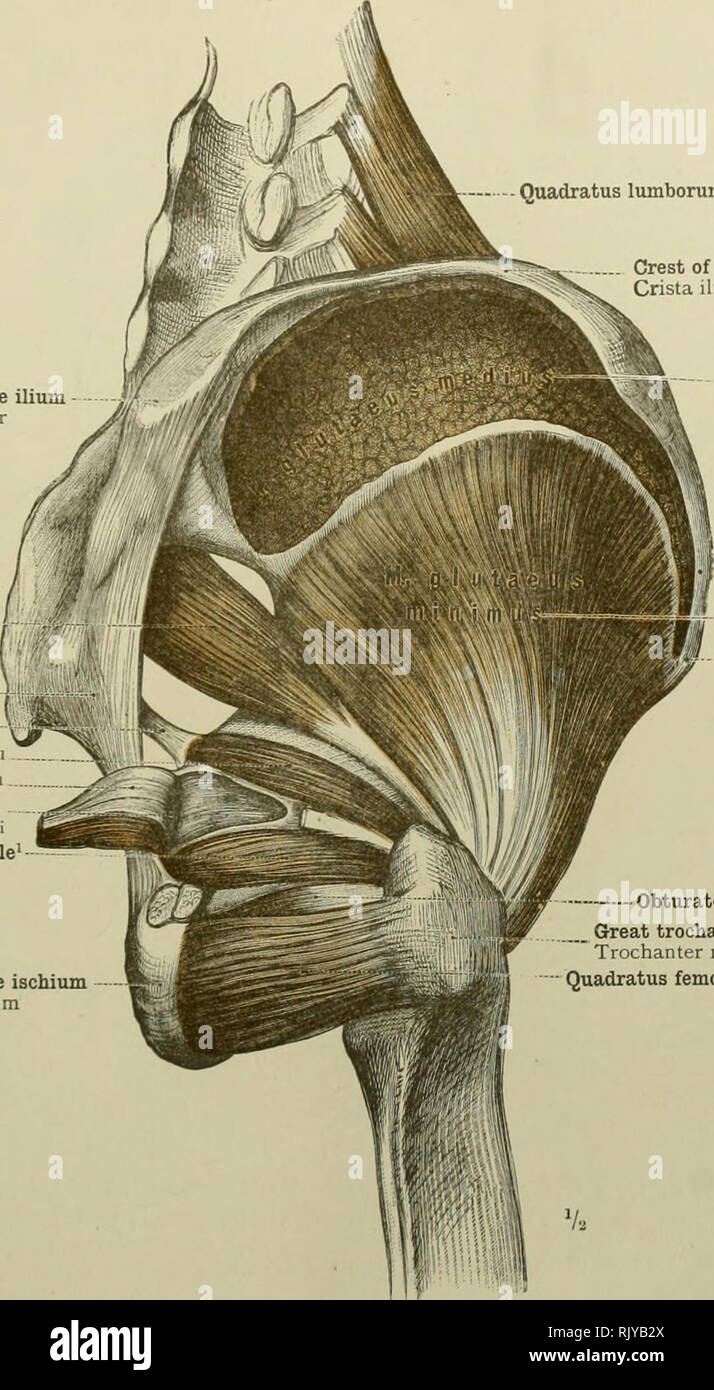 Spina iliaca anterior superior -Fotos und -Bildmaterial in hoher