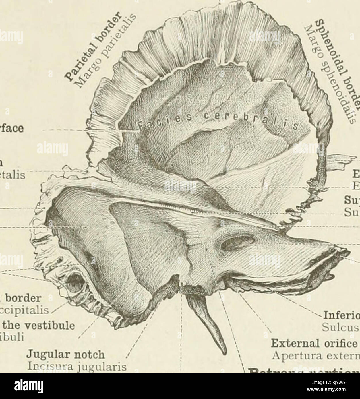Sulcus temporalis superior Fotos und Bildmaterial in hoher Auflösung
