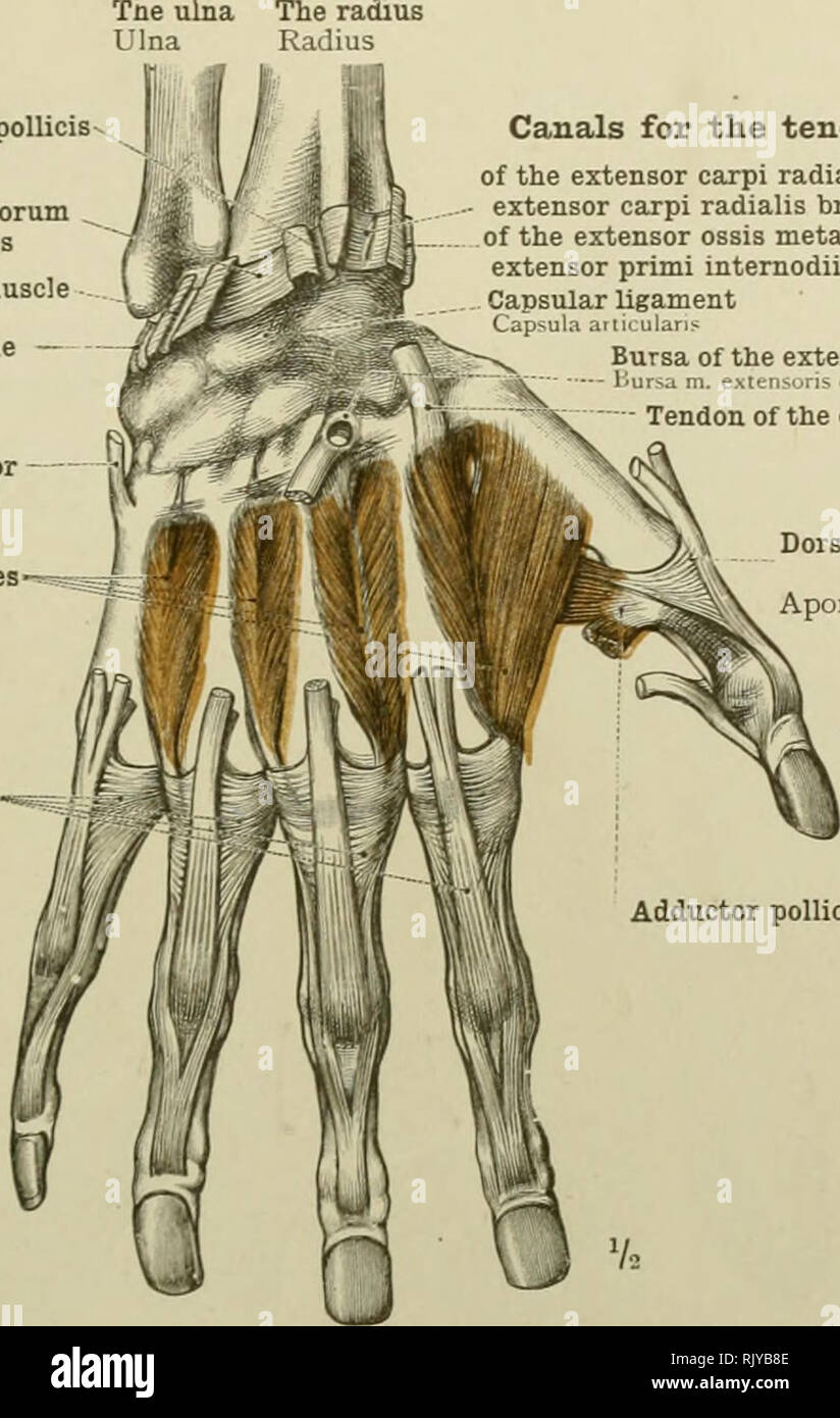 . Ein Atlas der menschlichen Anatomie für Studenten und Ärzte. Anatomie