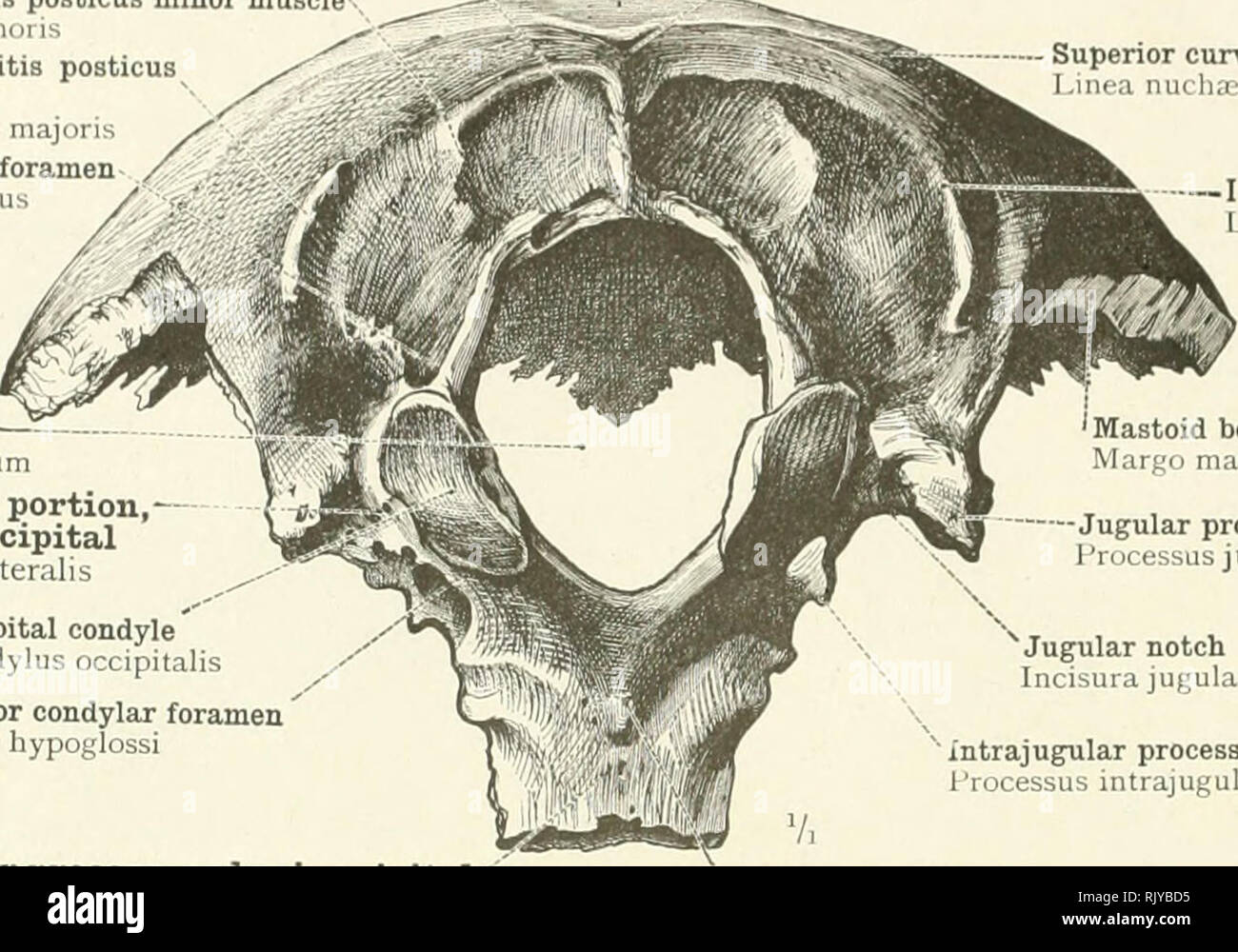 M Rectus Lateralis Stockfotos und bilder Kaufen Alamy