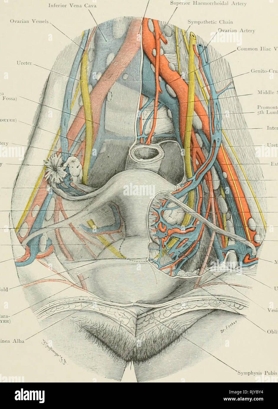 . Atlas der Angewandten (Topografische) menschlichen Anatomie für
