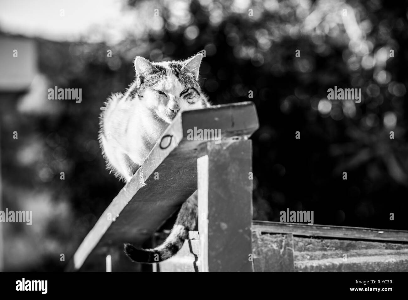 Tabby Katze am Zaun im Sonnenlicht, Schwarz/Weiß-Bild Stockfoto