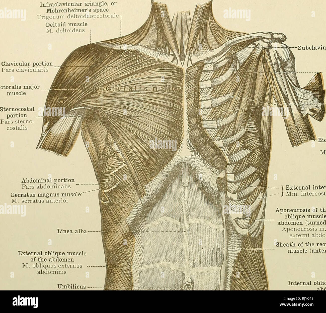 Inguinale Stockfotos und bilder Kaufen Alamy