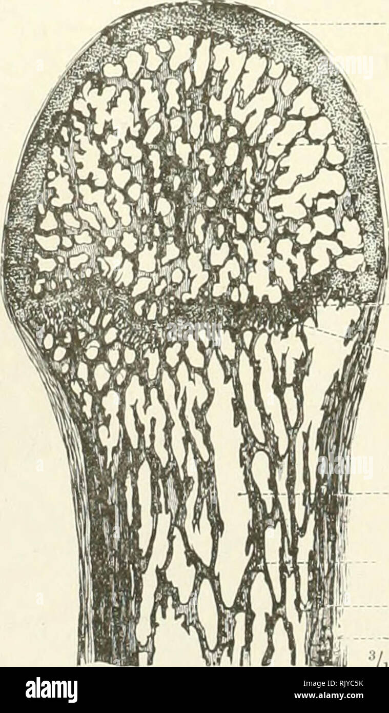 . Ein Atlas der menschlichen Anatomie für Studenten und Ärzte. Anatomie