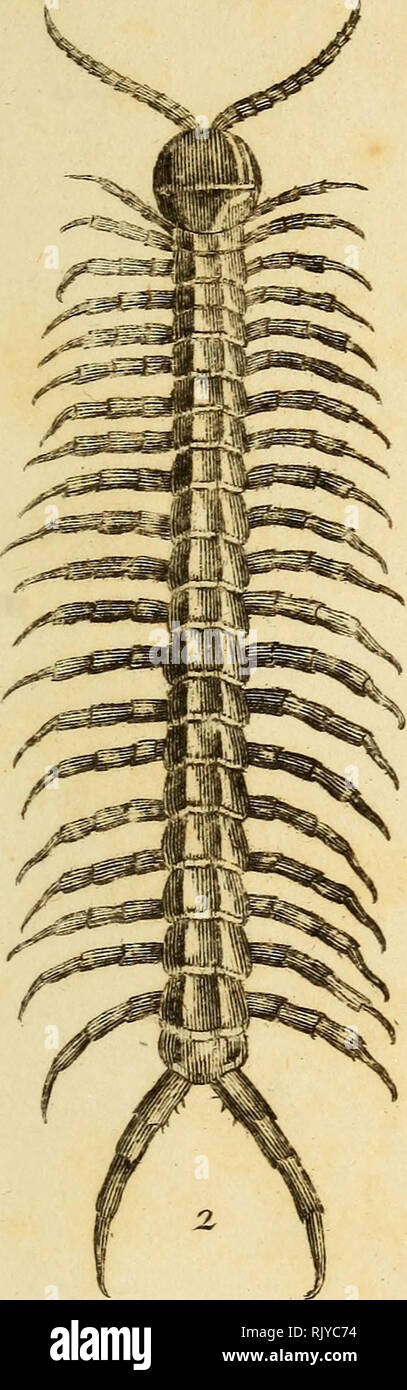 . Atlas des Insectes, Composé de 110 Planches, Représentant la plupart des Insectes décrits dans le Manuel d'histoire naturelle et dans le Manuel d'Entomologie. Insekten. Iju-Ect ^ j-. PL .. 3 Es} iI&gt; a7u{del. JlJ^o^ culi evee? 1. Tult^^ tei i^Estre. 1. 3 Scolopeiulre roriaiite. Bitte beachten Sie, dass diese Bilder sind von der gescannten Seite Bilder, die digital für die Lesbarkeit verbessert haben mögen - Färbung und Aussehen dieser Abbildungen können nicht perfekt dem Original ähneln. extrahiert. Paris, Roret Stockfoto