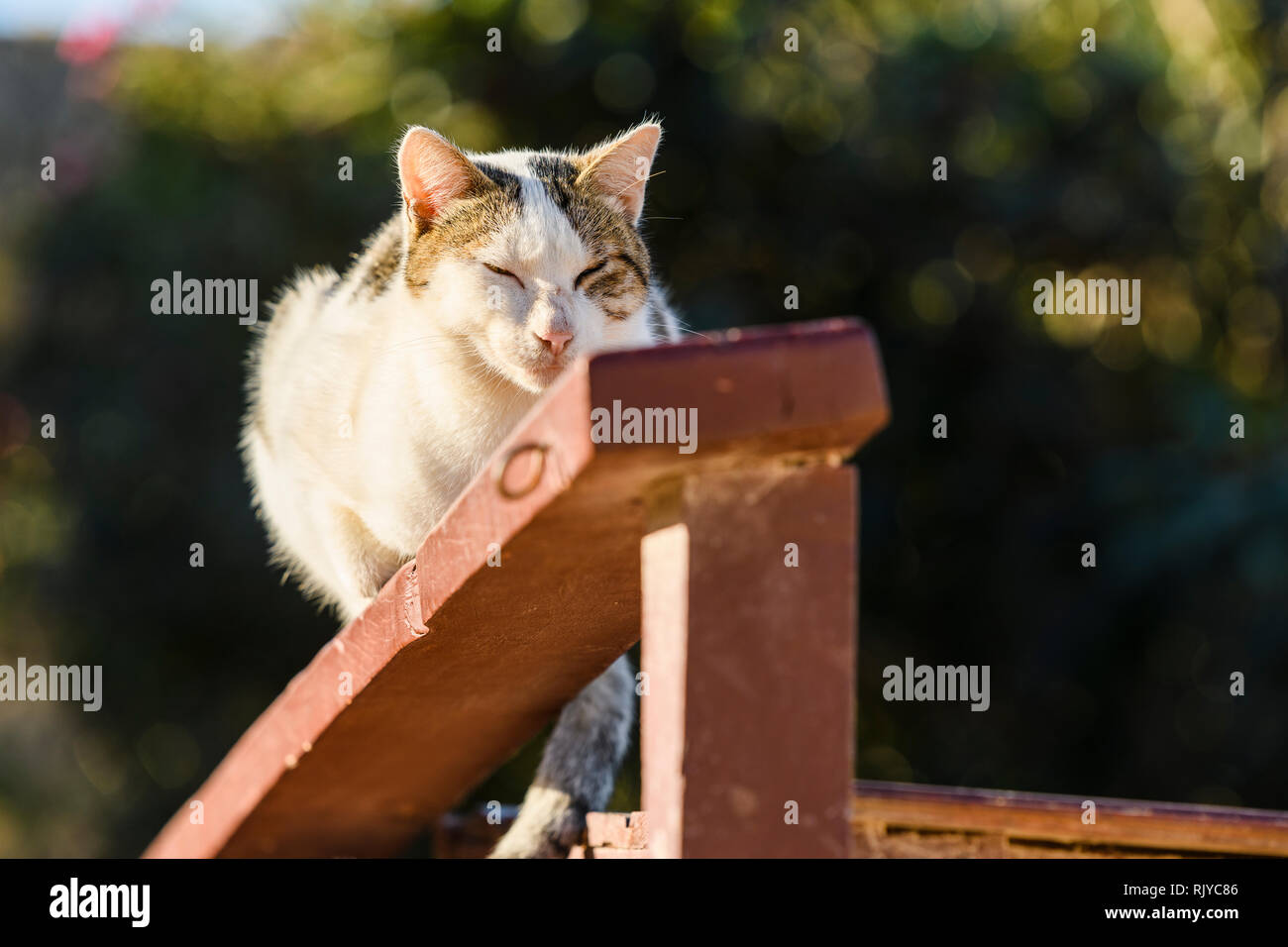 Portrait von braunen und weißen tabby Katze schlafen auf hölzernen Zaun Stockfoto
