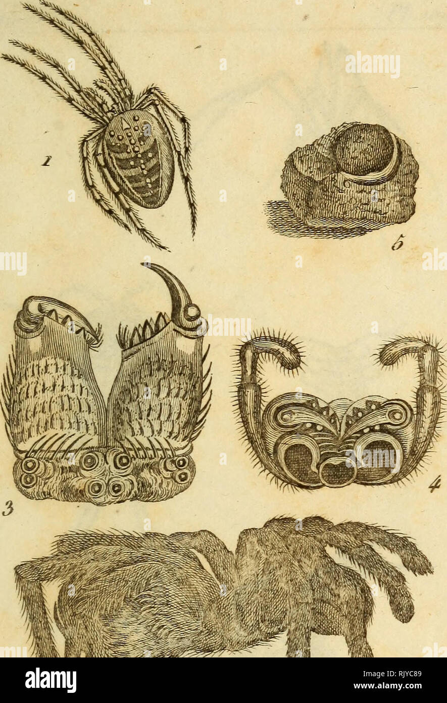 . Atlas des Insectes, Composé de 110 Planches, Représentant la plupart des Insectes décrits dans le Manuel d'histoire naturelle et dans le Manuel d'Entomologie. Insekten. Jrurecia &Lt;p n. joB.. mi^^ Biira aTtd del. Mzûfer tfcu^. 1. Araigiiéeporte Ci'Oix, 4, Auh' e Teil de tête. a. Ai' aignée avicxdaire. Ich. Nid d'Ai'aigiiee. 3. PortioiL Äl de l'Ai^ aigiiée.. Bitte beachten Sie, dass diese Bilder sind von der gescannten Seite Bilder, die digital für die Lesbarkeit verbessert haben mögen - Färbung und Aussehen dieser Abbildungen können nicht perfekt dem Original ähneln. extrahiert. Paris, Roret Stockfoto