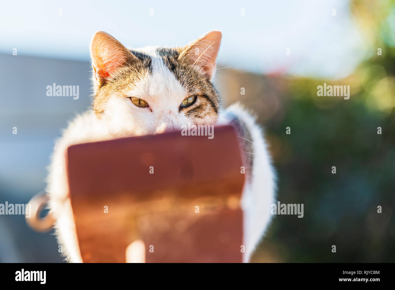 Portrait von braunen und weißen Katze hocken auf hölzernen Zaun, Nahaufnahme Stockfoto