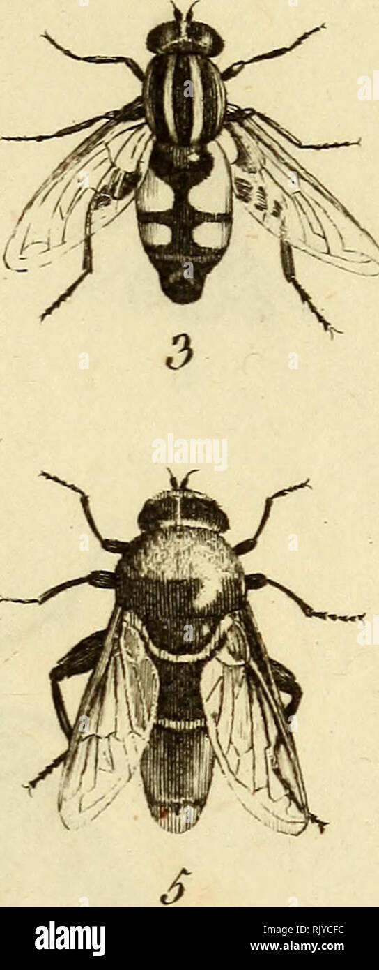 . Atlas des Insectes, Composé de 110 Planches, Représentant la plupart des Insectes décrits dans le Manuel d'histoire naturelle et dans le Manuel d'Entomologie. Insekten. Baruùaft^i/e/.. Bitte beachten Sie, dass diese Bilder sind von der gescannten Seite Bilder, die digital für die Lesbarkeit verbessert haben mögen - Färbung und Aussehen dieser Abbildungen können nicht perfekt dem Original ähneln. extrahiert. Paris, Roret Stockfoto