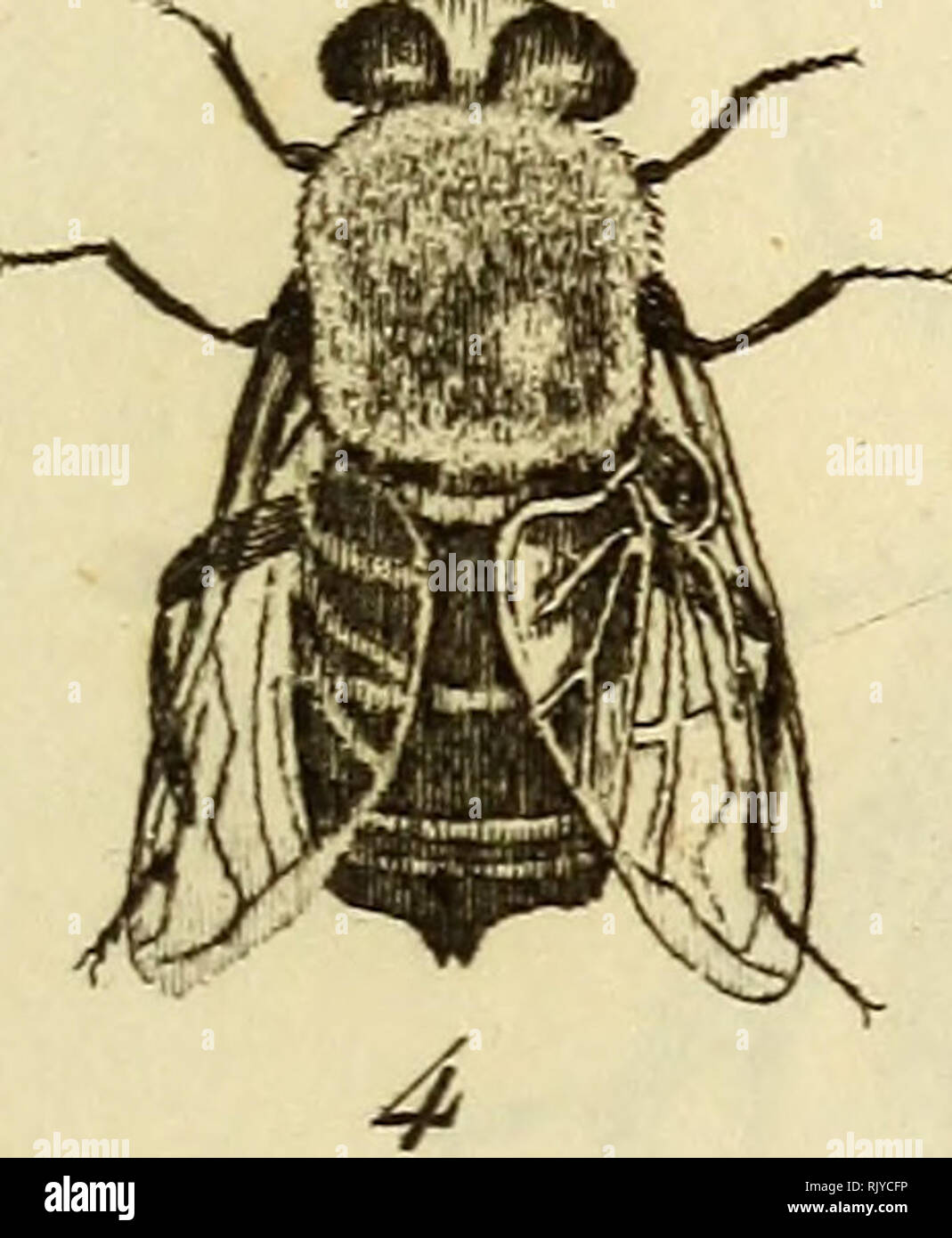 . Atlas des Insectes, Composé de 110 Planches, Représentant la plupart des Insectes décrits dans le Manuel d'histoire naturelle et dans le Manuel d'Entomologie. Insekten. ^^. Baruùaft^i/e/.. Bitte beachten Sie, dass diese Bilder sind von der gescannten Seite Bilder, die digital für die Lesbarkeit verbessert haben mögen - Färbung und Aussehen dieser Abbildungen können nicht perfekt dem Original ähneln. extrahiert. Paris, Roret Stockfoto