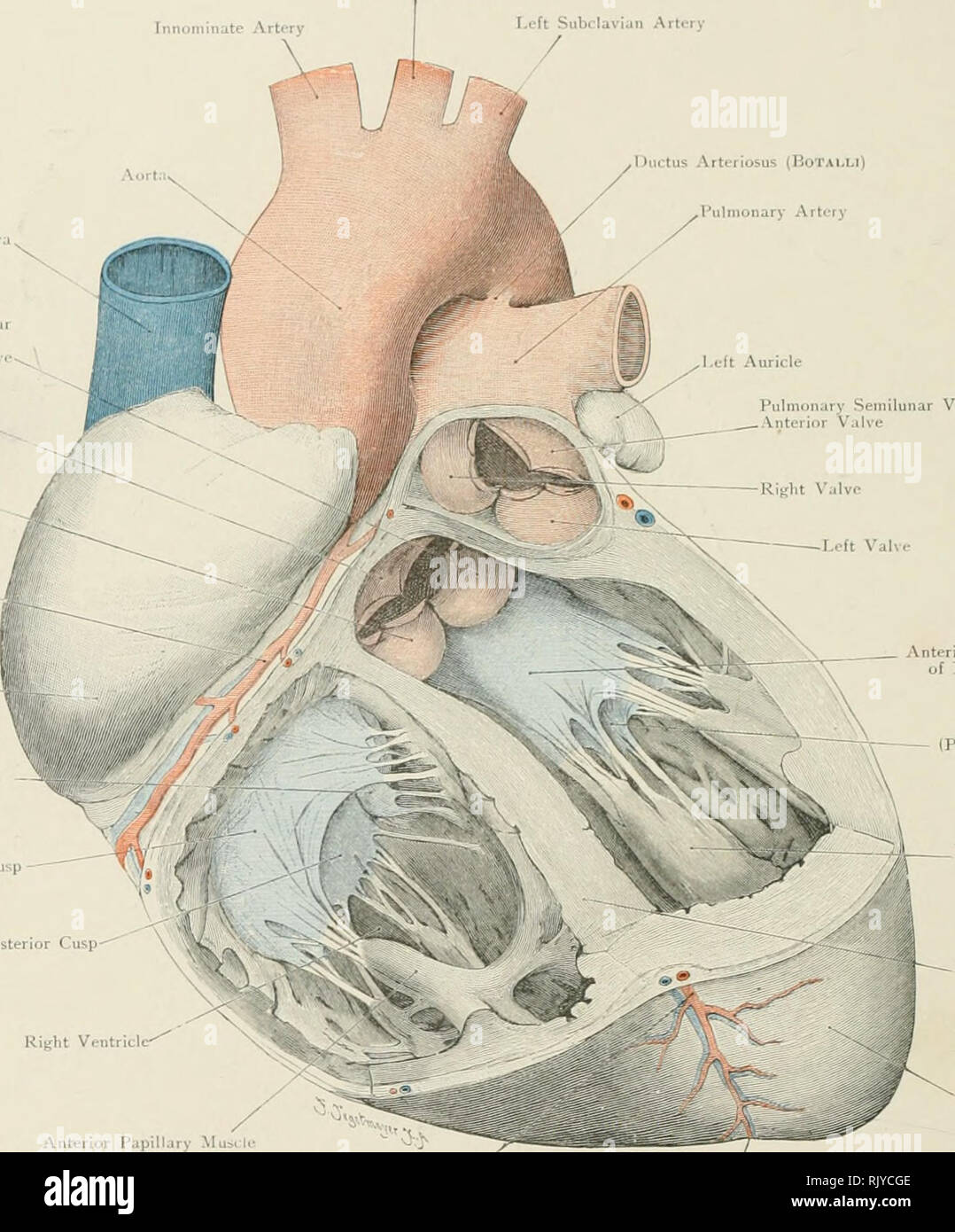 . Atlas der Angewandten (Topografische) menschlichen Anatomie für