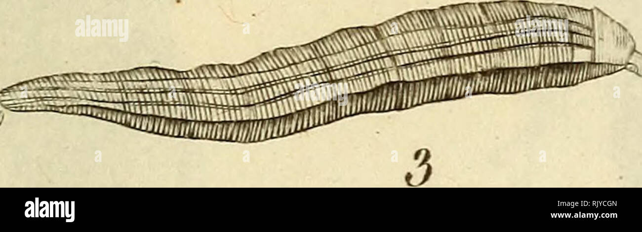. Atlas des Insectes, Composé de 110 Planches, Représentant la plupart des Insectes décrits dans le Manuel d'histoire naturelle et dans le Manuel d'Entomologie. Insekten. M/f^^ Tai-dut/KJ 'cuIp. 1.. Keiiiot. Hotteiitote. 4 - ^^l'^i^t. irilme. 2. Sti^ an. Gainele" Öl. 5. Strat. Clayipede. 3. Lax habe de Stratioiiie.. Bitte beachten Sie, dass diese Bilder sind von der gescannten Seite Bilder, die digital für die Lesbarkeit verbessert haben mögen - Färbung und Aussehen dieser Abbildungen können nicht perfekt dem Original ähneln. extrahiert. Paris, Roret Stockfoto