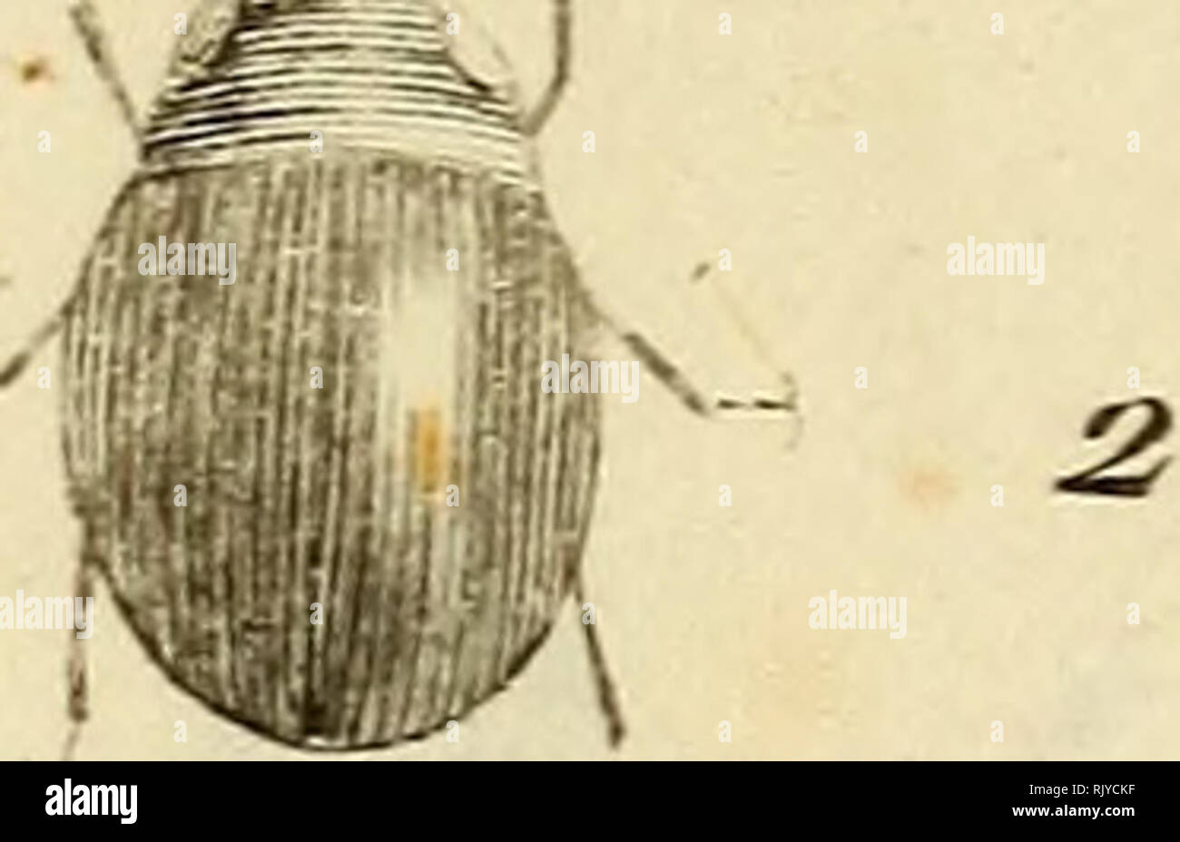 . Atlas des Insectes, Composé de 110 Planches, Représentant la plupart des Insectes décrits dans le Manuel d'histoire naturelle et dans le Manuel d'Entomologie. Insekten. F/. pB.. Meunier Je/fT Tariùea ilu /// "Ich. îpTisLulce Tritoiîi l). 4 - Kokken ecLicpiier ein. Cocci 33 iipoiictLee 3. Kokken. ocnlee, 6. Roi^ Fic. Lipoiicixie. Bitte beachten Sie, dass diese Bilder sind von der gescannten Seite Bilder, die digital für die Lesbarkeit verbessert haben mögen - Färbung und Aussehen dieser Abbildungen können nicht perfekt dem Original ähneln. extrahiert. Paris, Roret Stockfoto