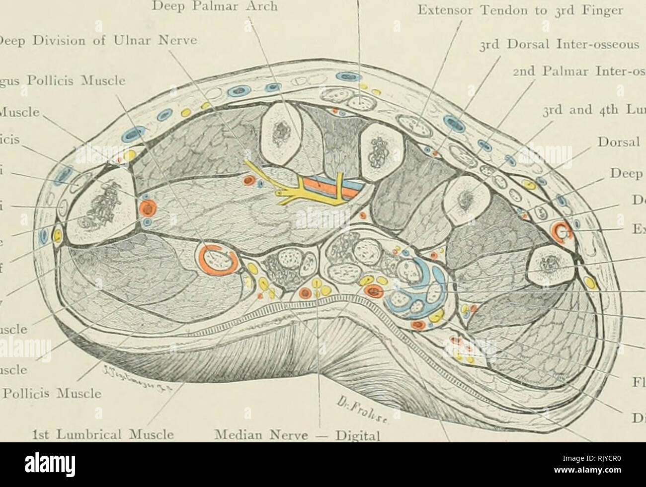 . Atlas der Angewandten (Topografische) menschlichen Anatomie für