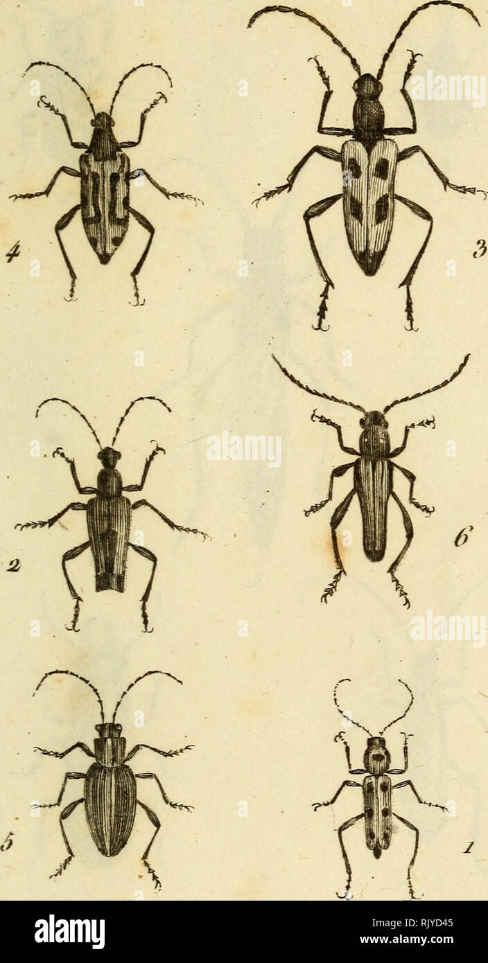 . Atlas des Insectes, Composé de 110 Planches, Représentant la plupart des Insectes décrits dans le Manuel d'histoire naturelle et dans le Manuel d'Entomologie. Insekten. Irupe ^^e^J&gt; lA. l/leitni" eî ^^t^/. De 7 Hû 7 ir/Wenn/t. Pri//p1. Calliclie ascum tliLVerl). 4. E inteii Loptiu''. a. ooealioii Lepture liastée. o. Donabo i^avec. RJ.I. eptcn^o' tpiacîi iuiacnlee. C). Nervdale fatrve.. Bitte beachten Sie, dass diese Bilder aus gescannten Seite Bilder, die digital für die Lesbarkeit verbessert haben mögen - Färbung und Aussehen dieser Abbildungen können nicht perfekt dem Original ähneln extrahiert werden Stockfoto